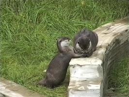 Eurasian Otters at the Combe Martin Wildlife & Dinosaur Park